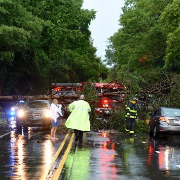 A tree fell across Griffith Street and onto traffic near Davidson Day School Thursday afternoon. Nobody was seriously hurt, but the road was closed for a while. (April Freidline photo)
