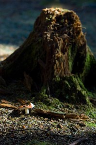 Craggy Gardens, off Blue Ridge Parkway. (©2008 David Boraks)