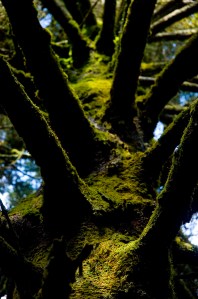 Craggy Gardens, off Blue Ridge Parkway. (©2008 David Boraks)
