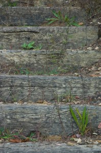 The Orchard at Alta Pass (©2008 David Boraks)