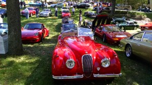 Jaguar (David Boraks photo)